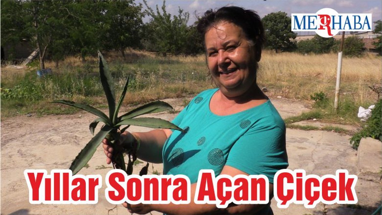 Yıllar Sonra Açan Çiçek