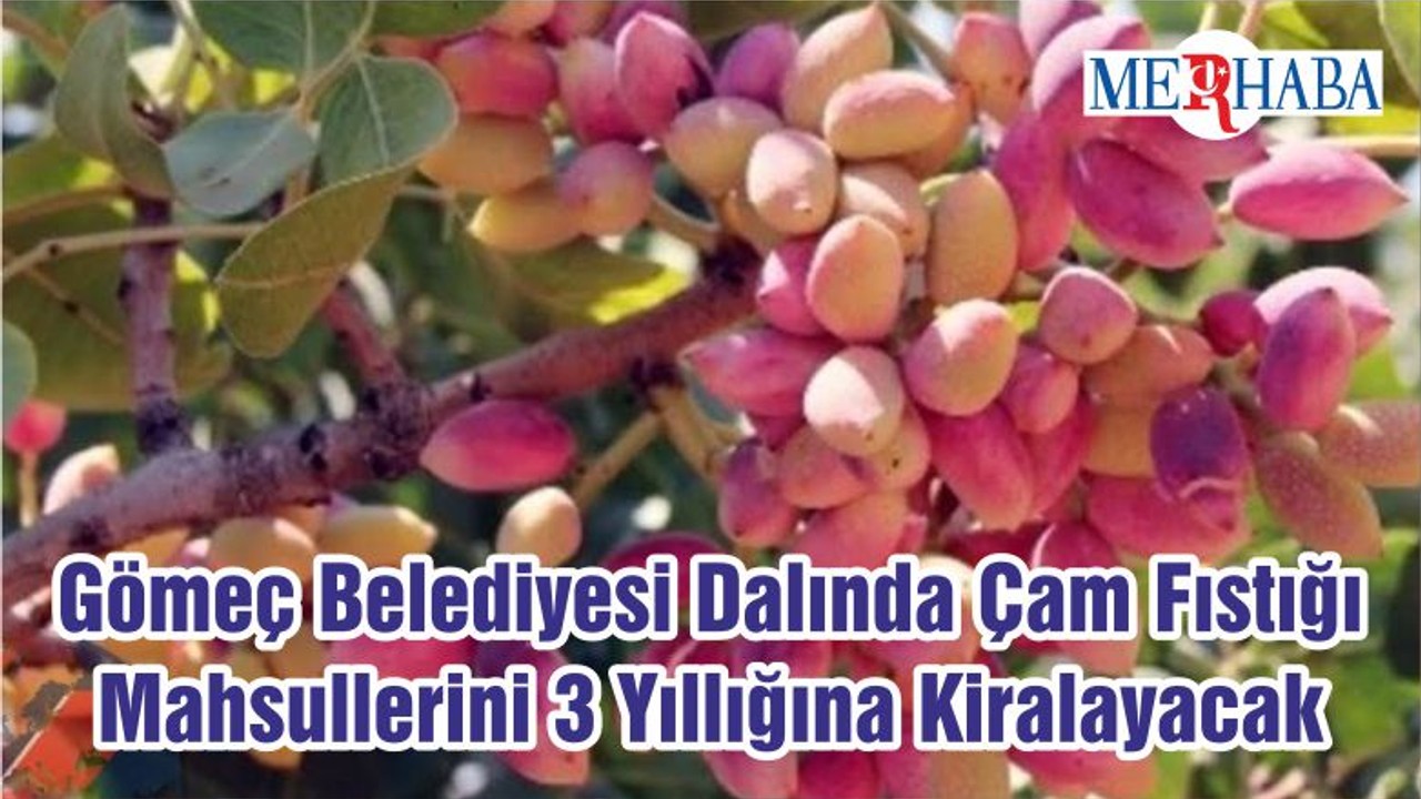 Gömeç Belediyesi Dalında Çam Fıstığı Mahsullerini 3 Yıllığına Kiralayacak
