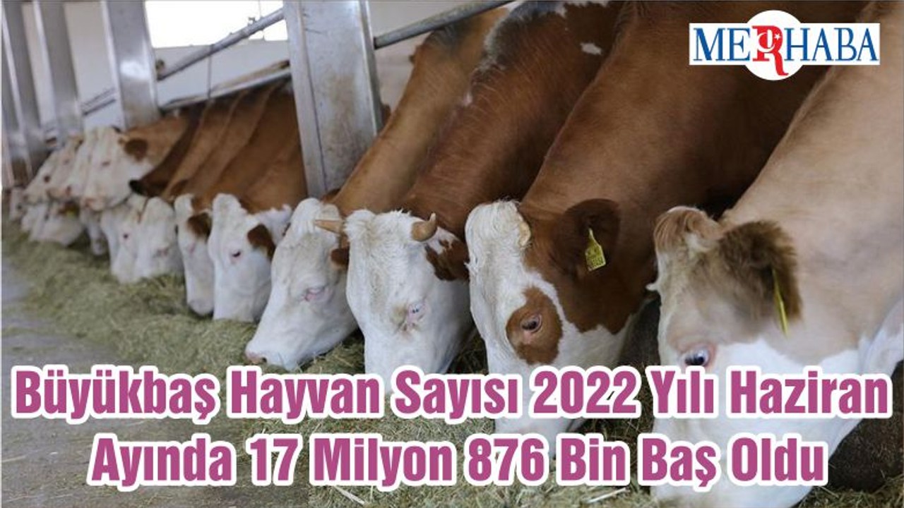 Büyükbaş Hayvan Sayısı 2022 Yılı Haziran Ayında 17 Milyon 876 Bin Baş Oldu