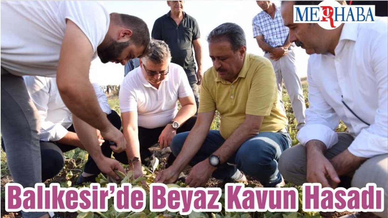 Balıkesir’de Beyaz Kavun Hasadı