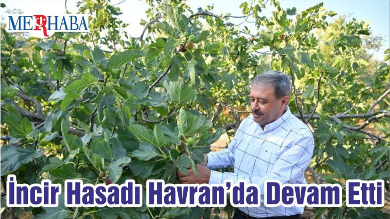 Havran’da İncir Hasatı