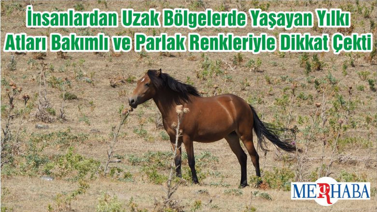 İnsanlardan Uzak Bölgelerde Yaşayan Yılkı Atları Bakımlı ve Parlak Renkleriyle Dikkat Çekti