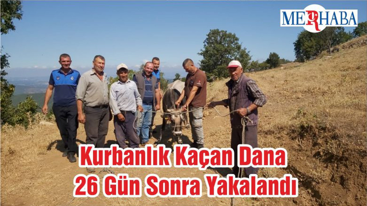 Kurbanlık Kaçan Dana 26 Gün Sonra Yakalandı