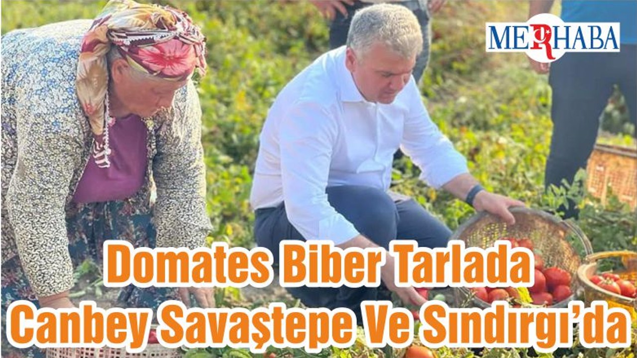Domates Biber Tarlada Canbey Savaştepe Ve Sındırgı’da
