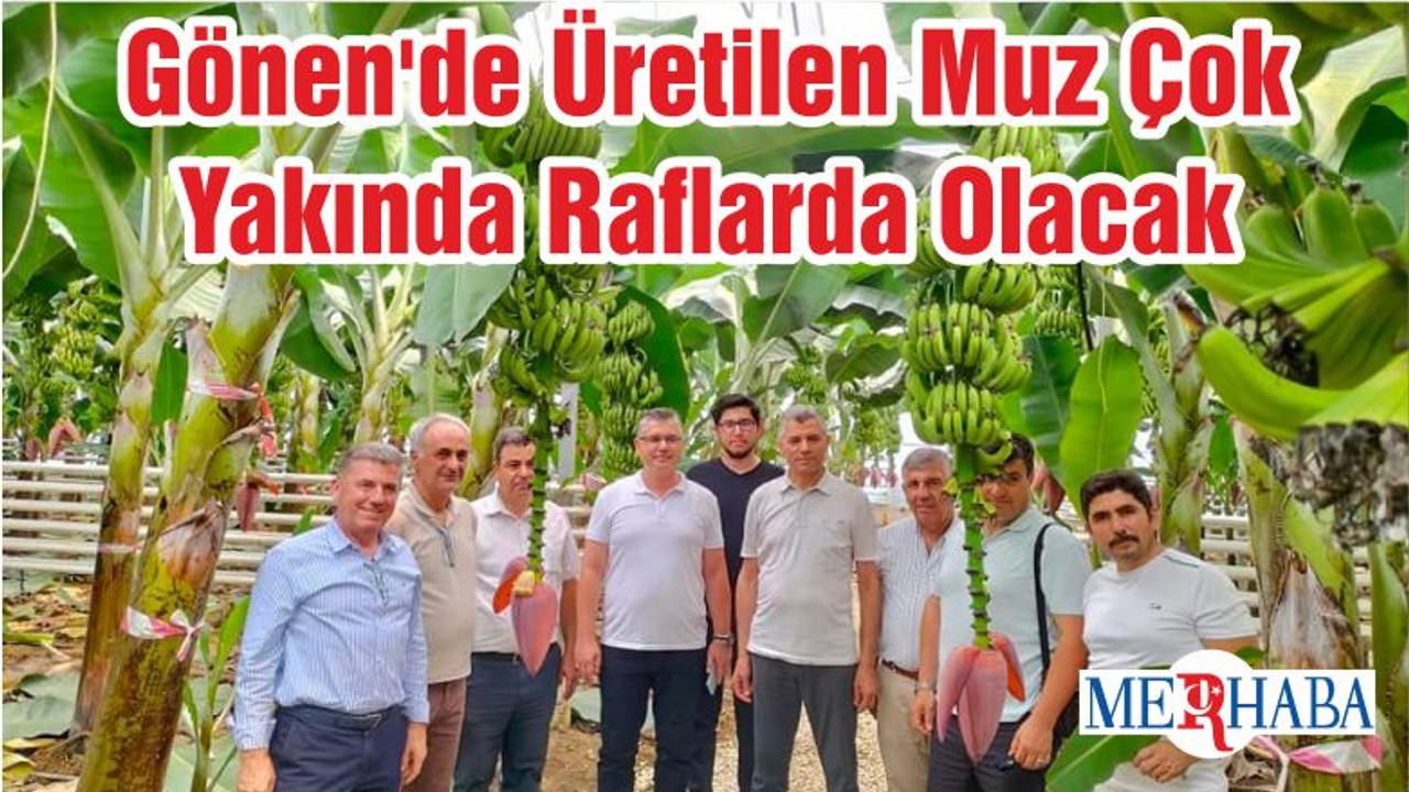Gönen'de Üretilen Muz Çok Yakında Raflarda Olacak