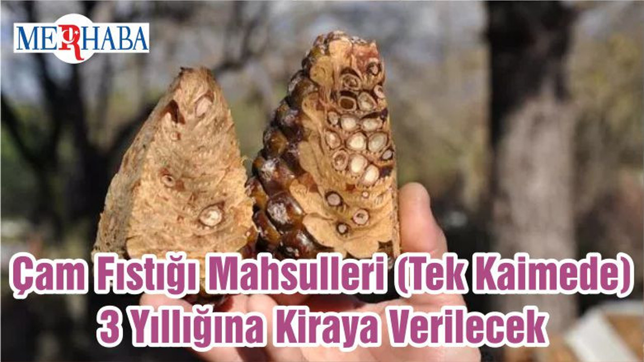 Çam Fıstığı Mahsulleri (Tek Kaimede) 3 Yıllığına Kiraya Verilecek