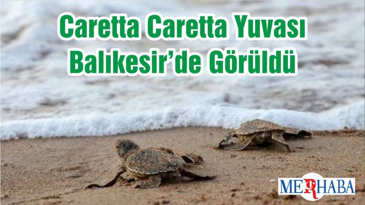 Caretta Caretta Yuvası Balıkesir’de Görüldü