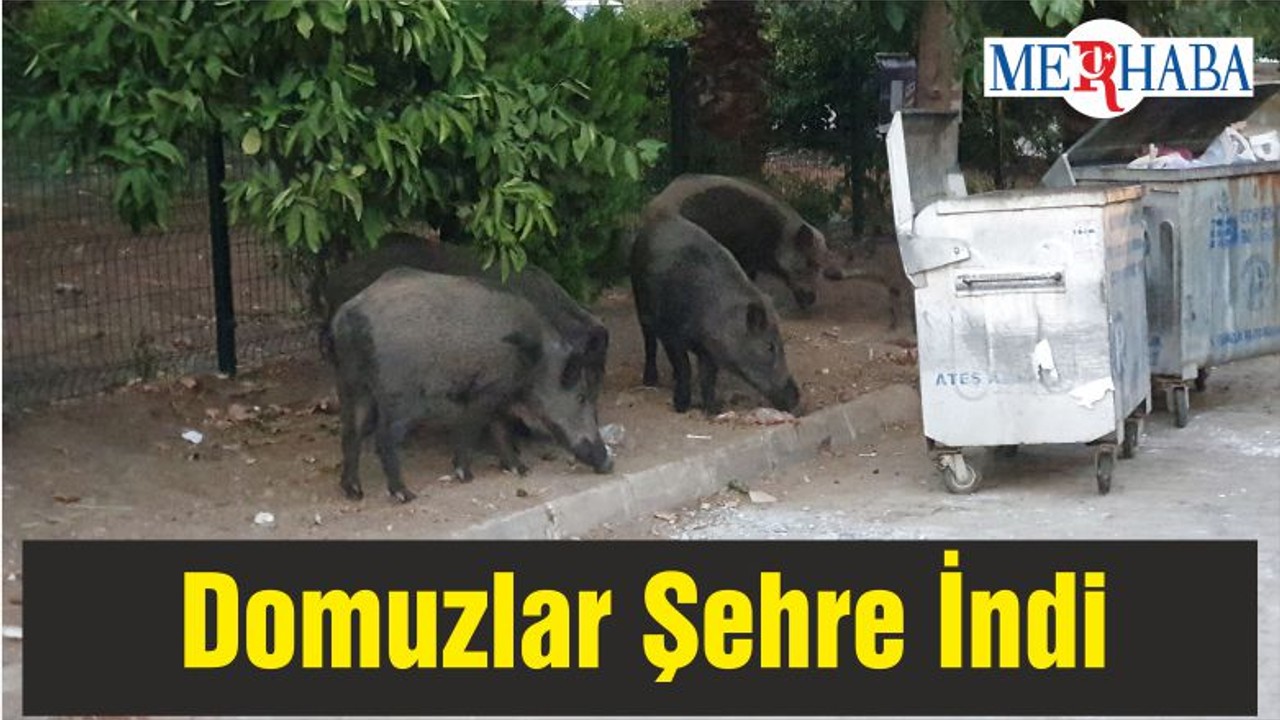 Domuzlar Şehre İndi