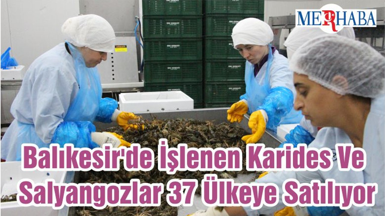 Balıkesir'de İşlenen Karides Ve Salyangozlar 37 Ülkeye Satılıyor