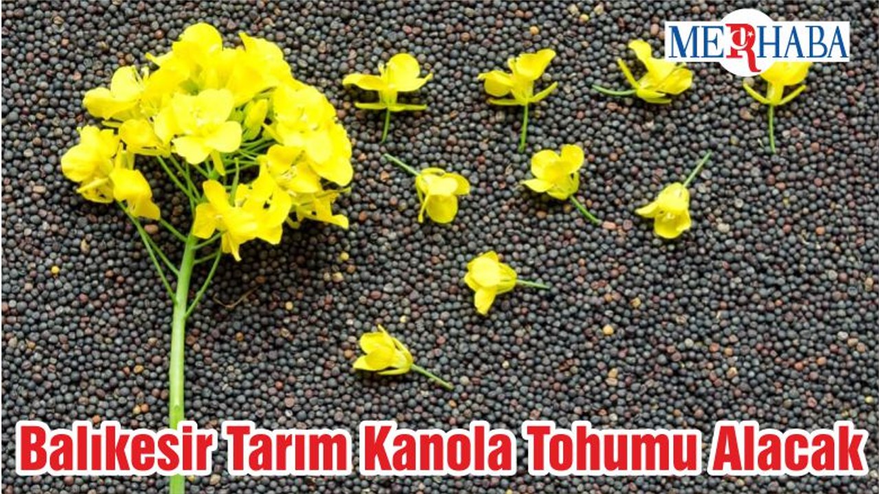 Balıkesir Tarım Kanola Tohumu Alacak
