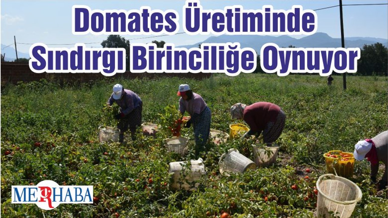 Domates Üretiminde Sındırgı Birinciliğe Oynuyor