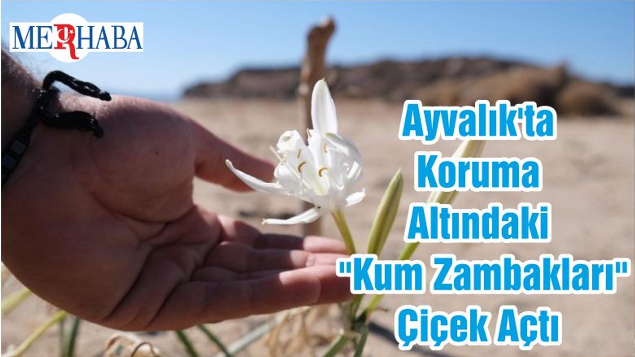 Ayvalık'ta Koruma Altındaki "Kum Zambakları" Çiçek Açtı
