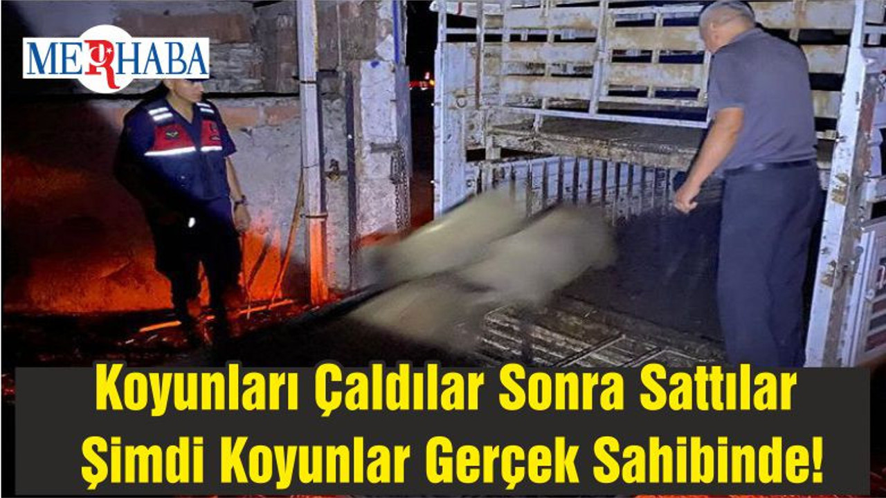 Koyunları Çaldılar Sonra Sattılar Şimdi Koyunlar Gerçek Sahibinde!