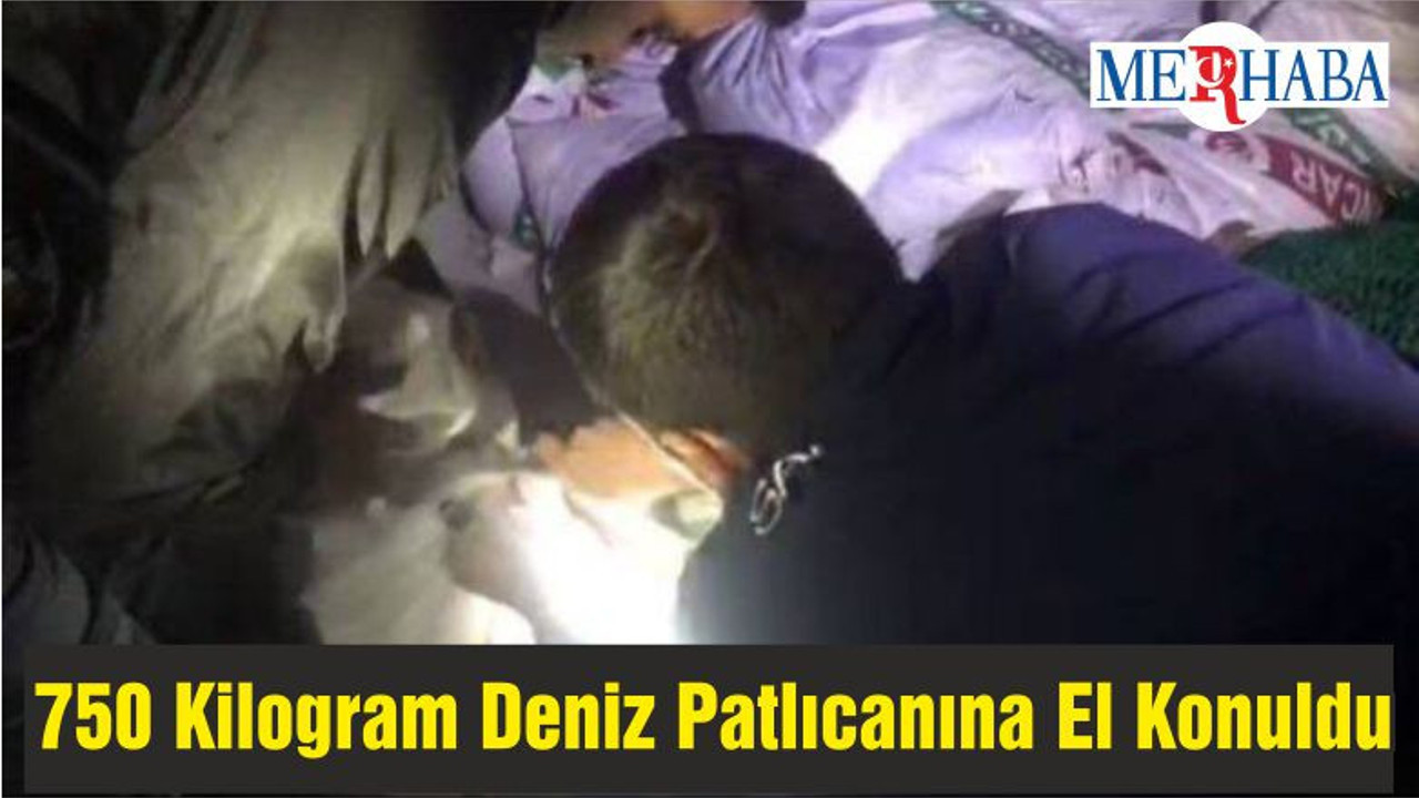 Balıkesir'de Kaçak Avlanılan 750 Kilogram Deniz Patlıcanına El Konuldu