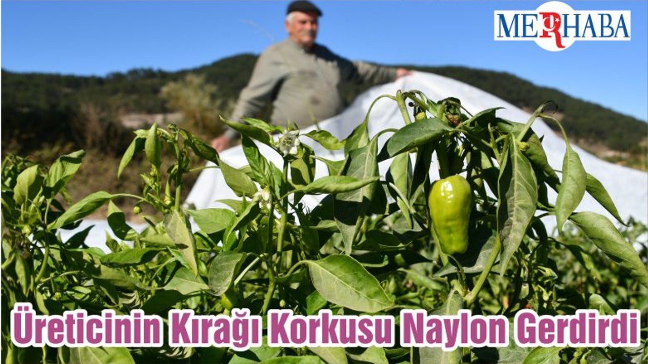 Üreticinin Kırağı Korkusu Naylon Gerdirdi