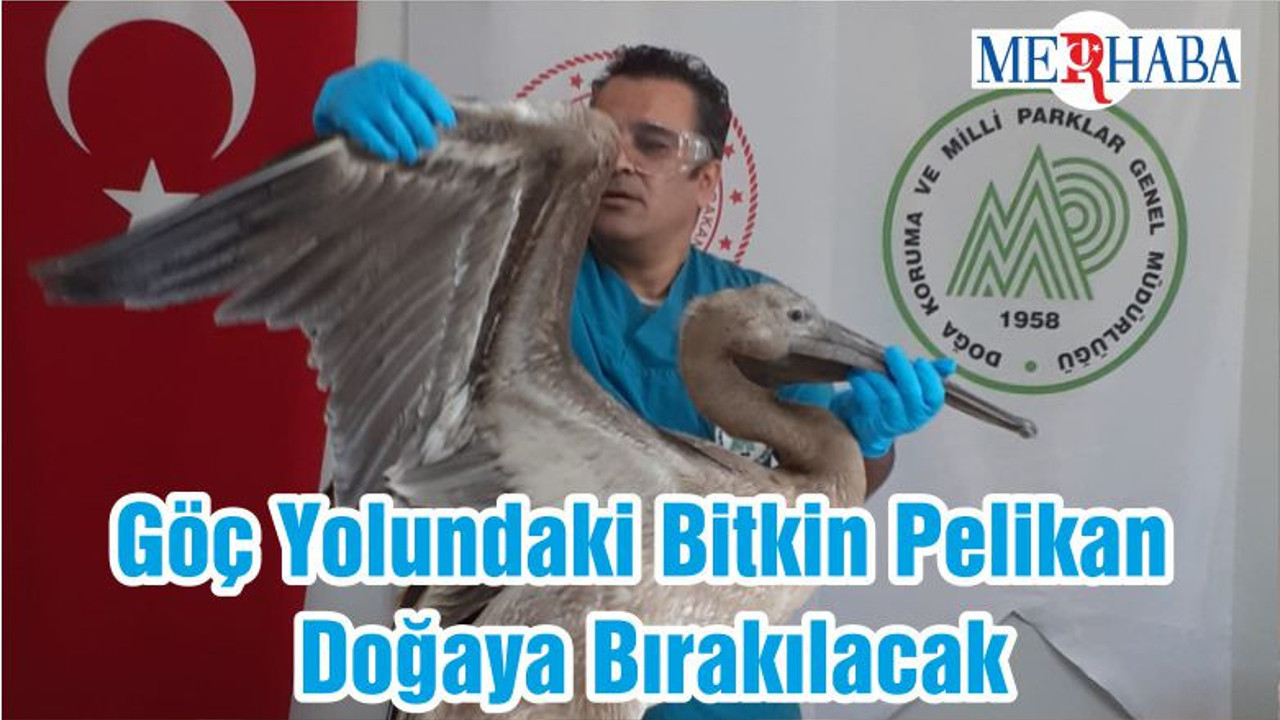 Göç Yolundaki Bitkin Pelikan Doğaya Bırakılacak