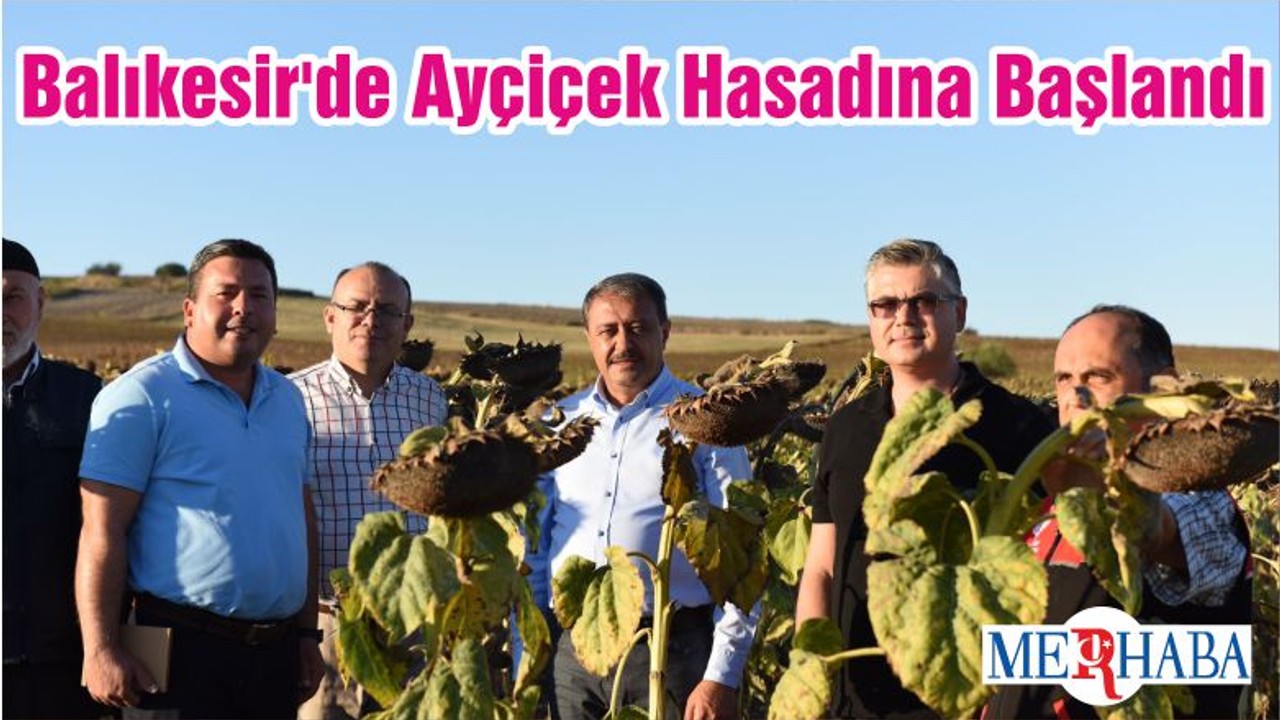 Balıkesir'de Ayçiçek Hasadına Başlandı