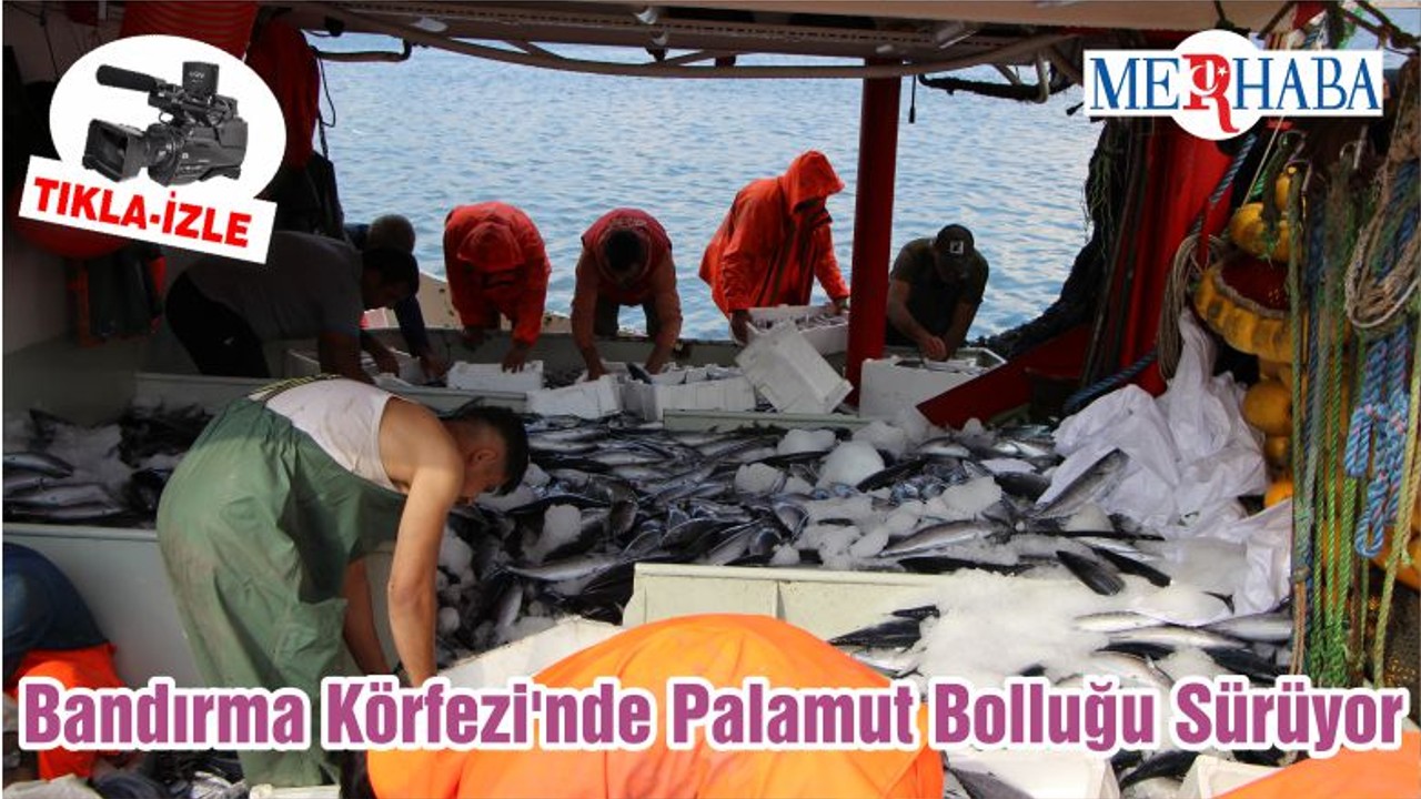 Bandırma Körfezi'nde Palamut Bolluğu Sürüyor