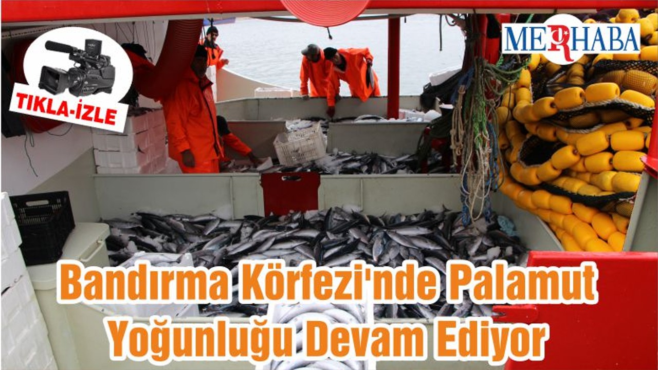 Bandırma Körfezi'nde Palamut Yoğunluğu Devam Ediyor