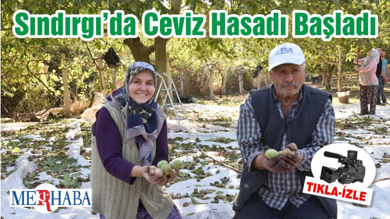 Sındırgı’da Ceviz Hasadı Başladı