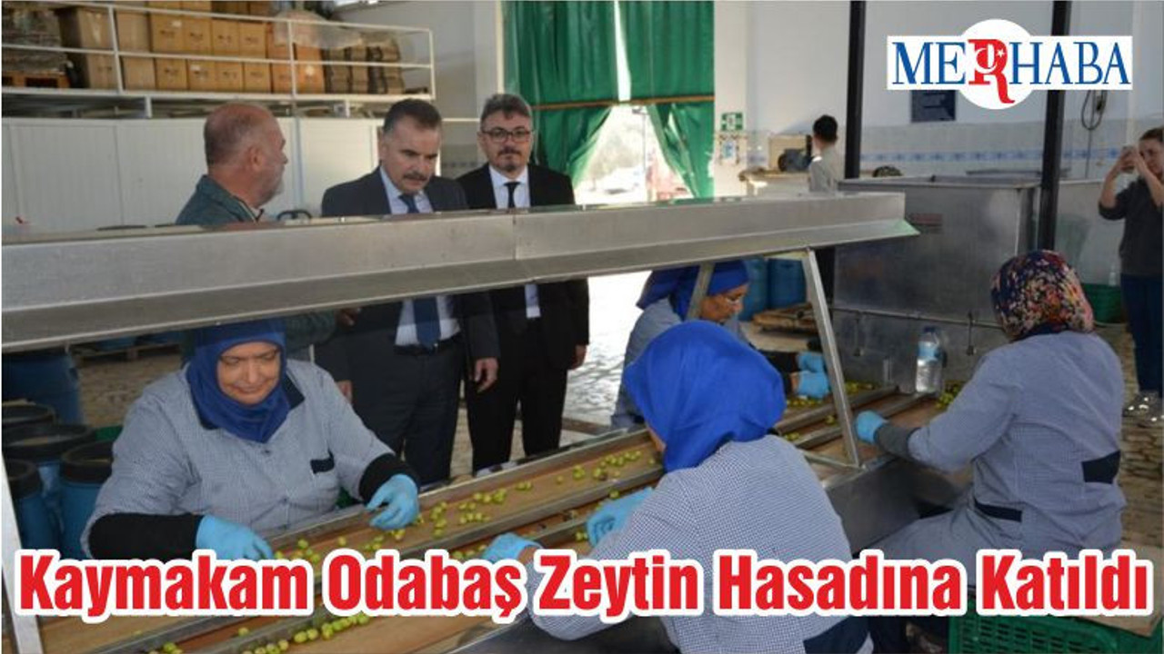 Kaymakam Odabaş Zeytin Hasadına Katıldı