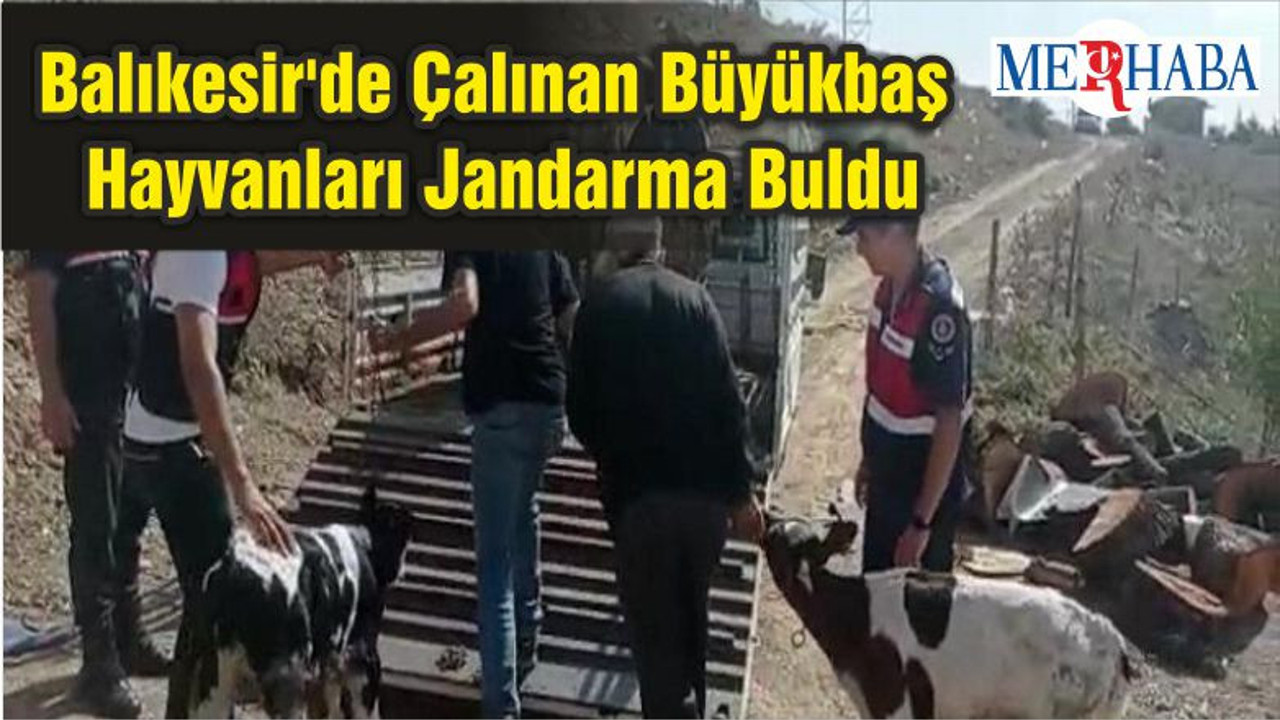 Balıkesir'de Çalınan Büyükbaş Hayvanları Jandarma Buldu