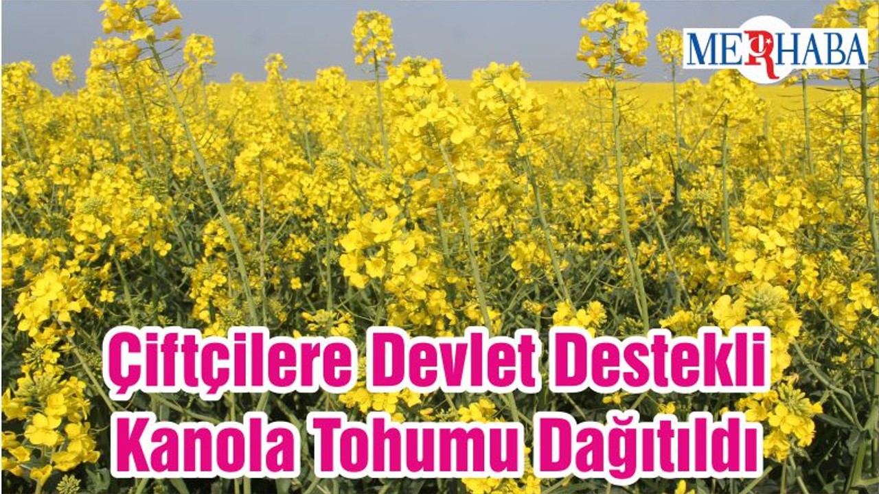 Çiftçilere Devlet Destekli Kanola Tohumu Dağıtıldı