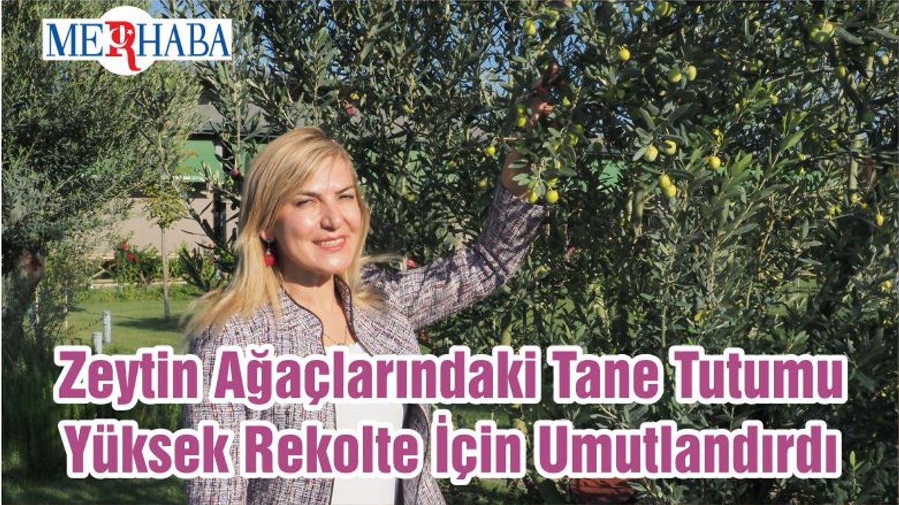 Zeytin Ağaçlarındaki Tane Tutumu Yüksek Rekolte İçin Umutlandırdı