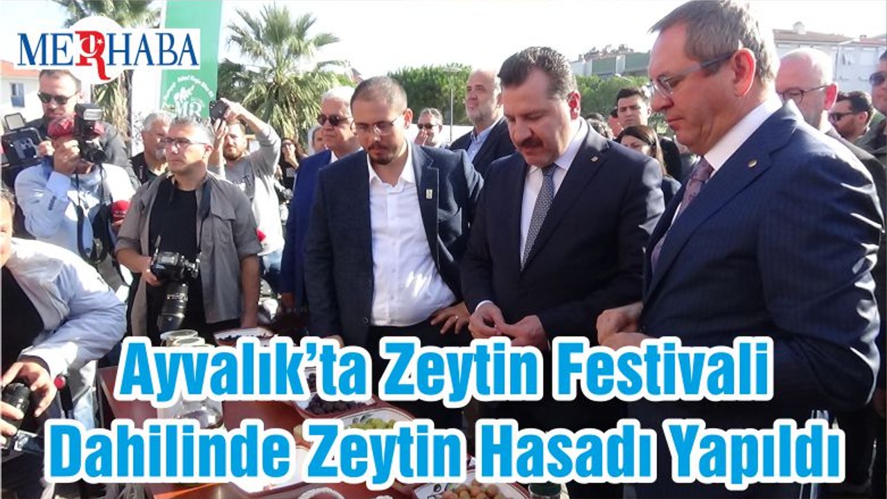 Ayvalık’ta Zeytin Festivali Dahilinde Zeytin Hasadı Yapıldı