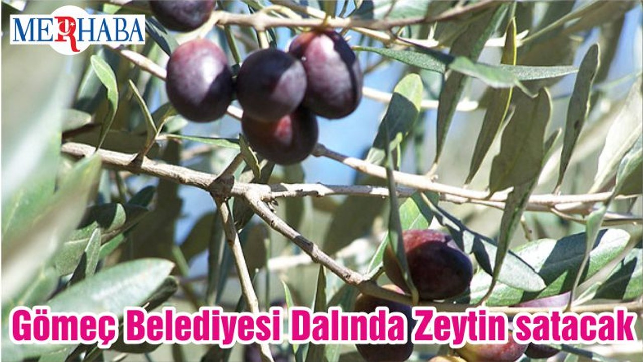 Gömeç Belediyesi Dalında Zeytin satacak
