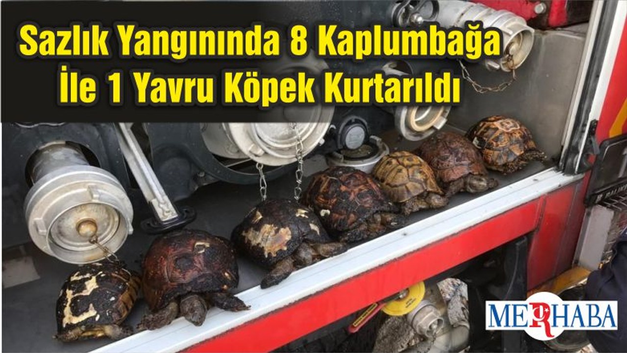 Sazlık Yangınında 8 Kaplumbağa İle 1 Yavru Köpek Kurtarıldı