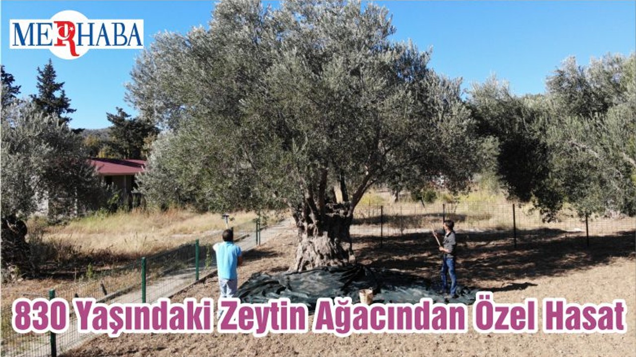 830 Yaşındaki Zeytin Ağacından Özel Hasat