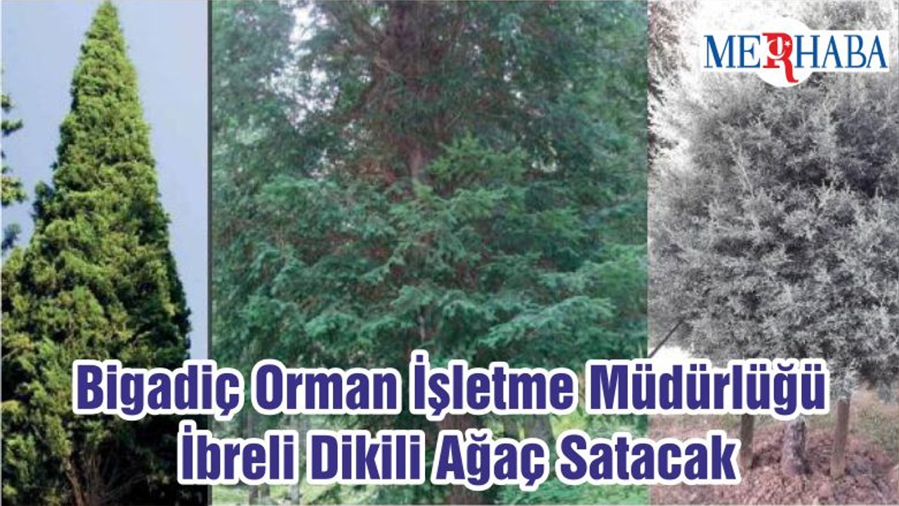 Bigadiç Orman İşletme Müdürlüğü İbreli Dikili Ağaç Satacak
