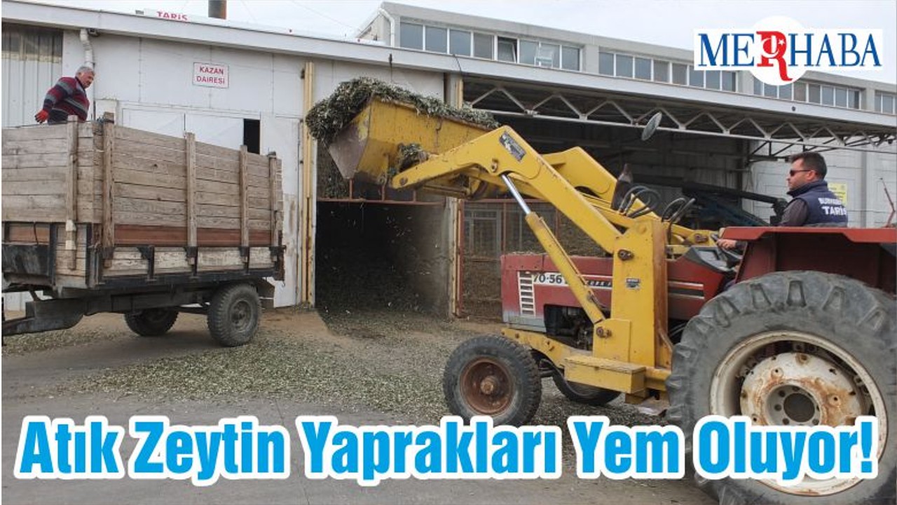 Atık Zeytin Yaprakları Yem Oluyor!