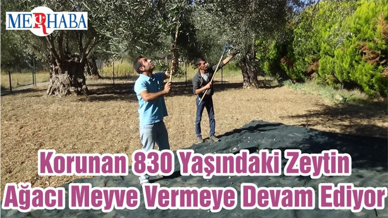 Korunan 830 Yaşındaki Zeytin Ağacı Meyve Vermeye Devam Ediyor