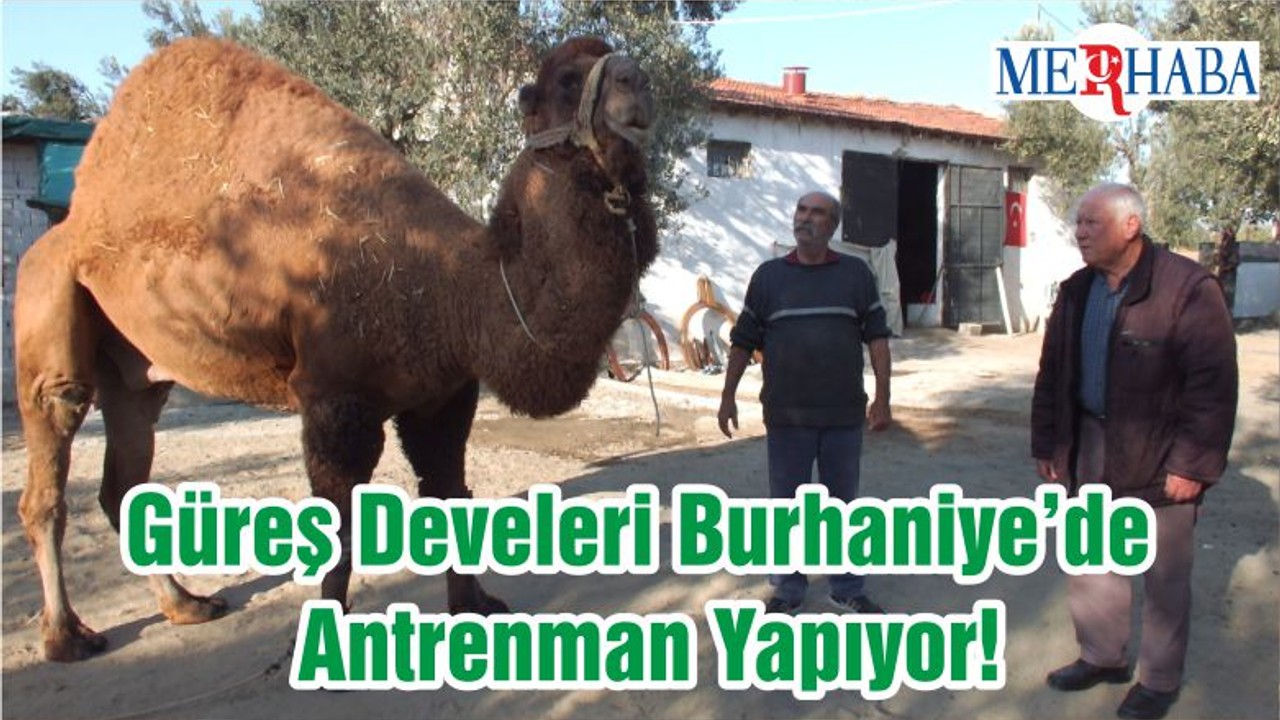 Güreş Develeri Burhaniye’de Antrenman Yapıyor!