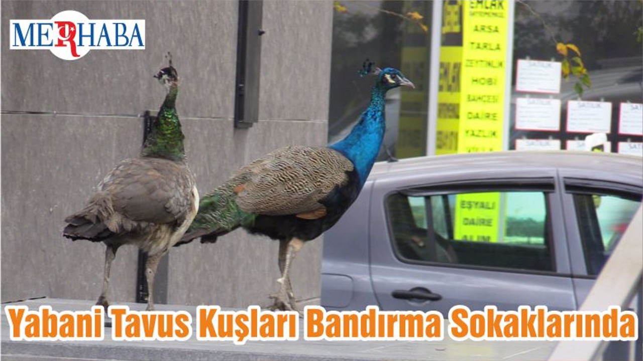 Yabani Tavus Kuşları Bandırma Sokaklarında