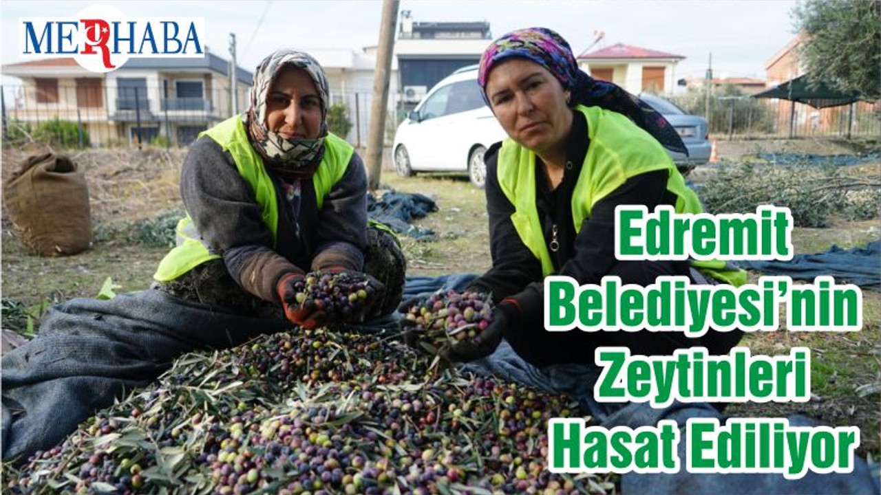 Edremit Belediyesi’nin Zeytinleri Hasat Ediliyor