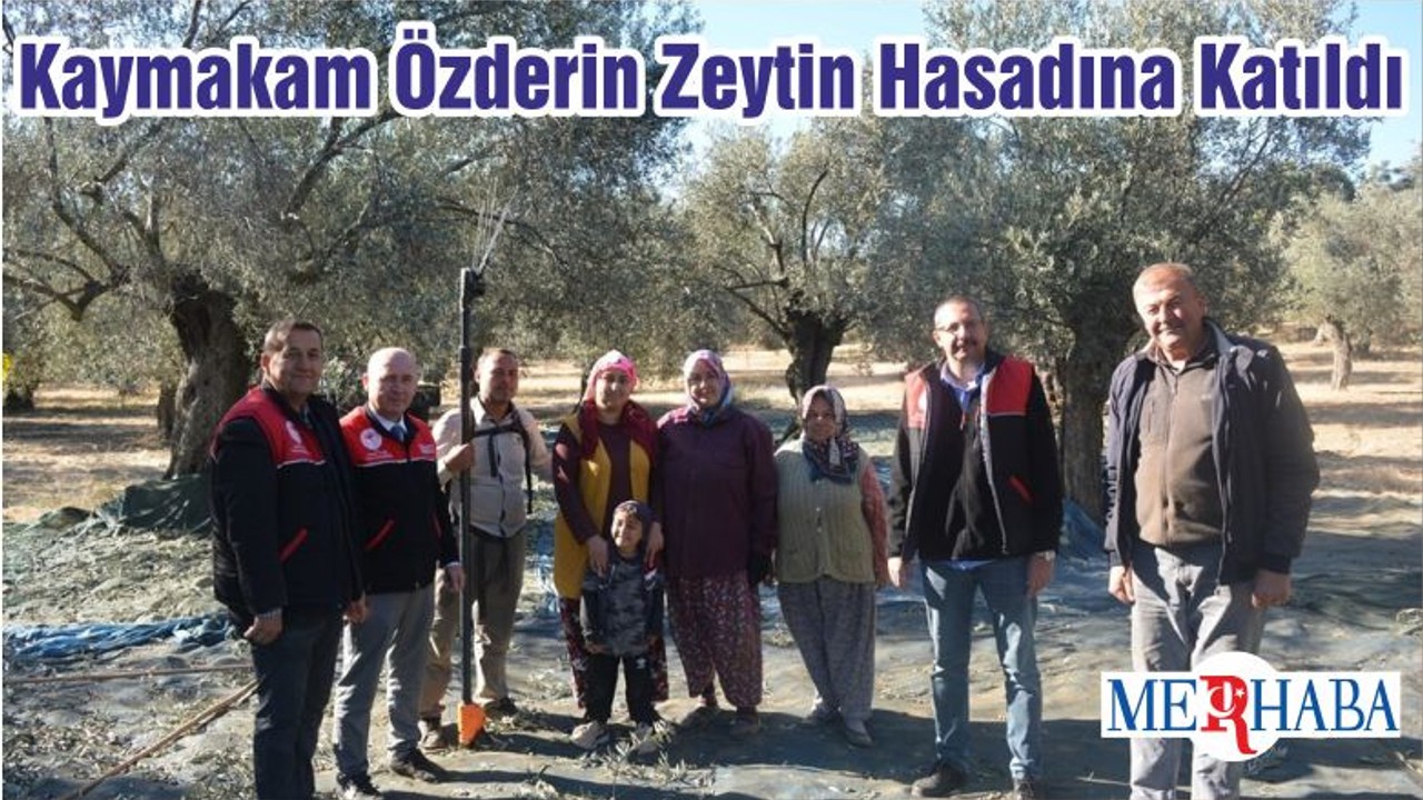 Kaymakam Özderin Zeytin Hasadına Katıldı