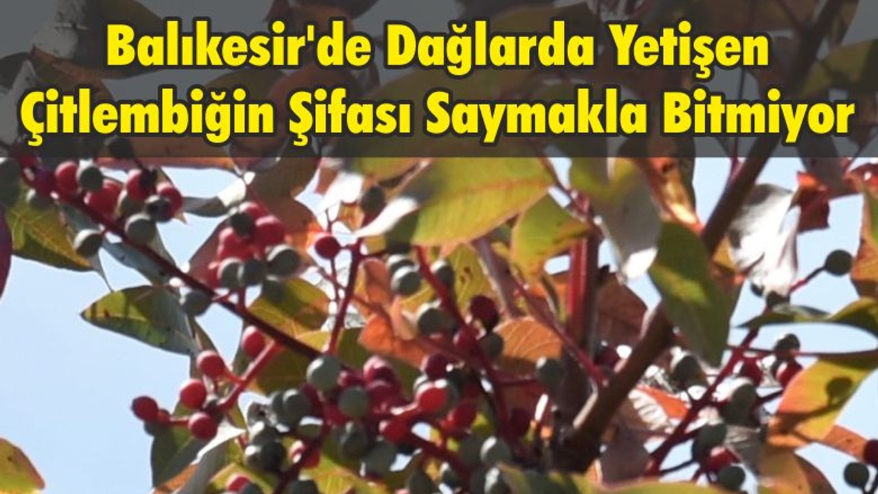 Balıkesir'de Dağlarda Yetişen Çitlembiğin Şifası Saymakla Bitmiyor