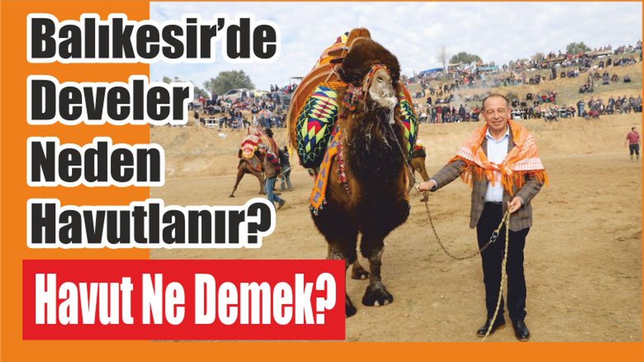Balıkesir’de Develer Neden Havutlanır? Havut Ne Demek?