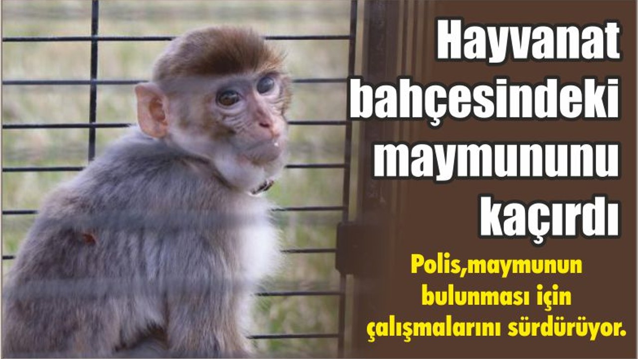 Hayvanat bahçesine konulan maymununu kaçırdı