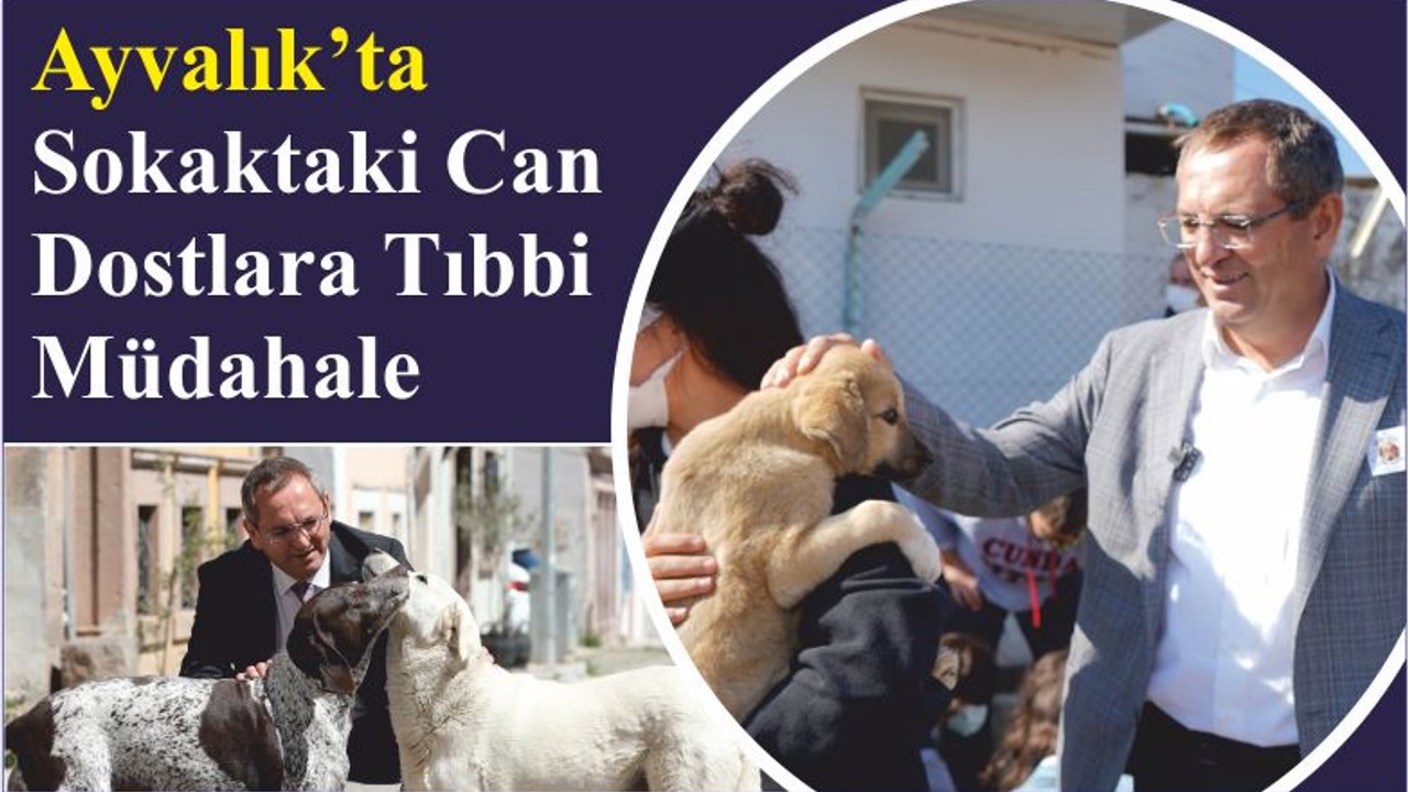 Sokaktaki Can Dostlara Tıbbi Müdahale
