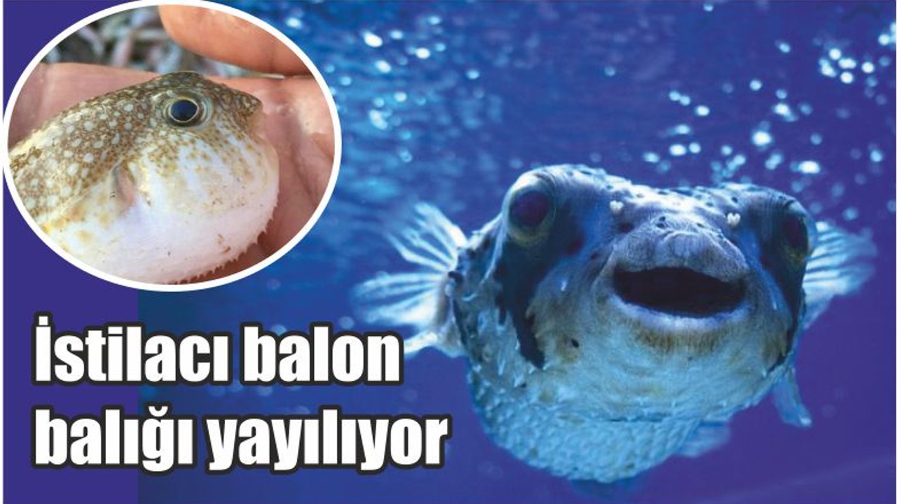 İstilacı balon balığı yayılıyor