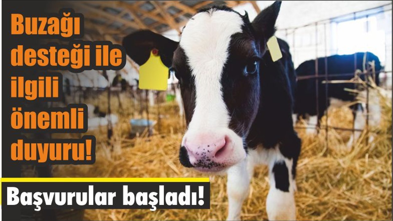 Buzağı desteği ile ilgili önemli duyuru!