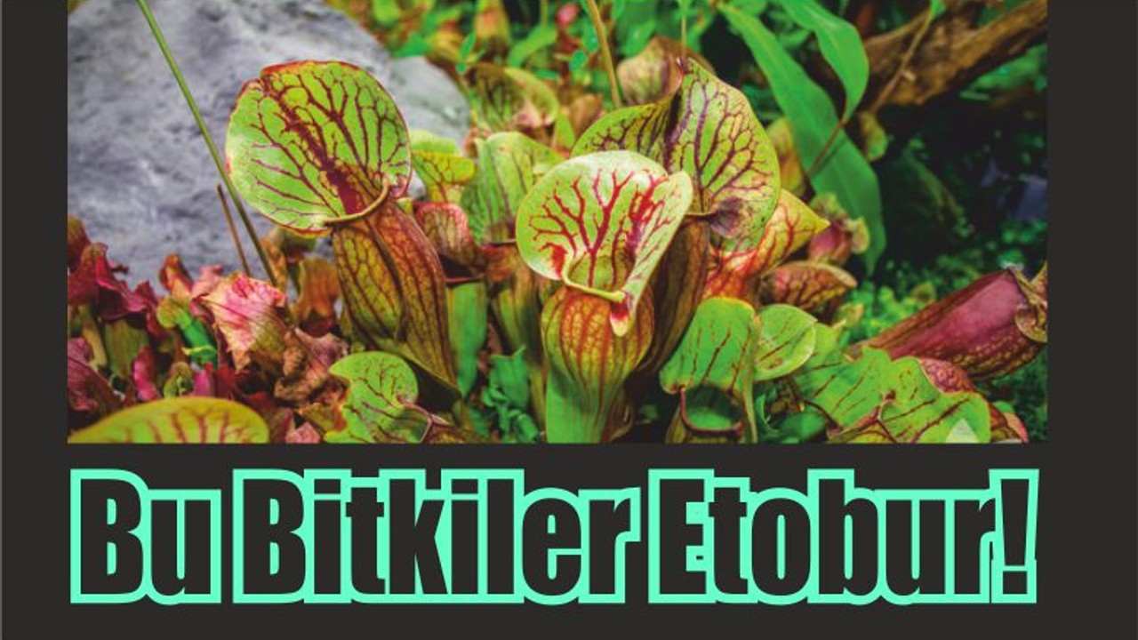 Bu Bitkiler Etobur!