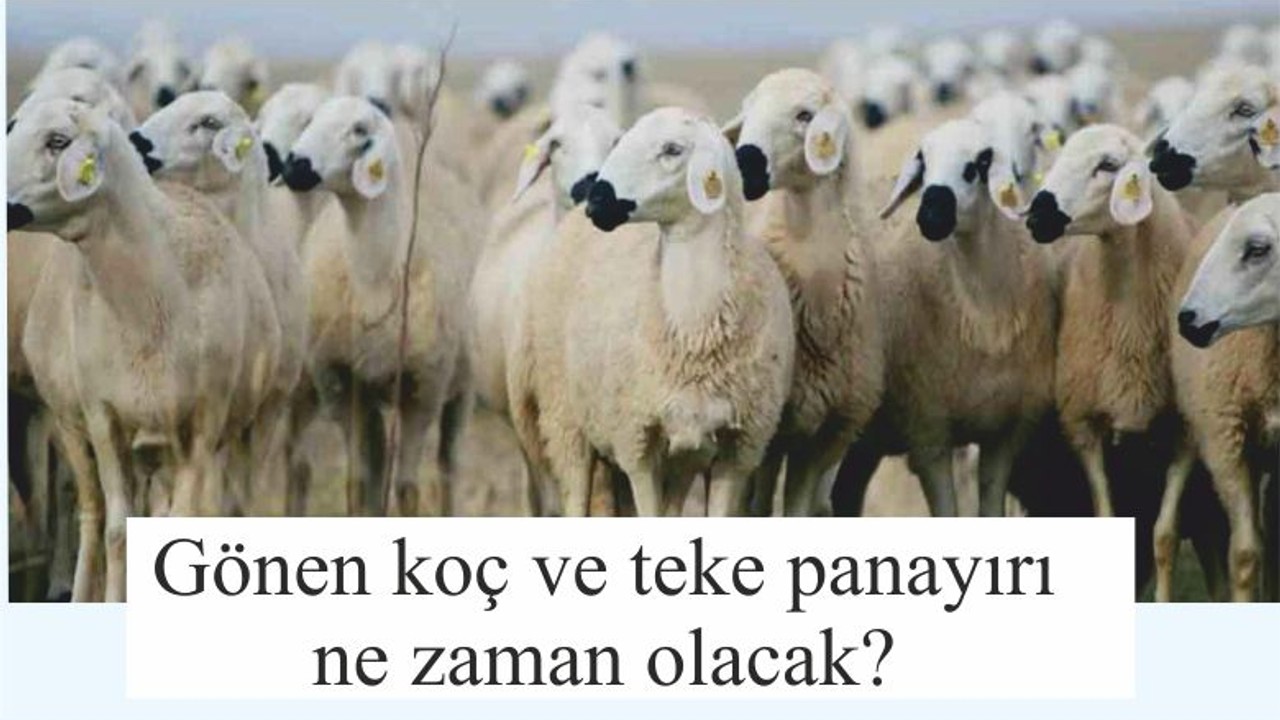 Gönen koç ve teke panayırı ne zaman olacak?