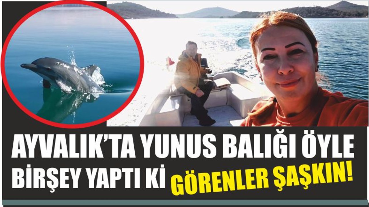 AYVALIK’TA YUNUS BALIĞI ÖYLE BİRŞEY YAPTI Kİ GÖRENLER ŞAŞKIN!