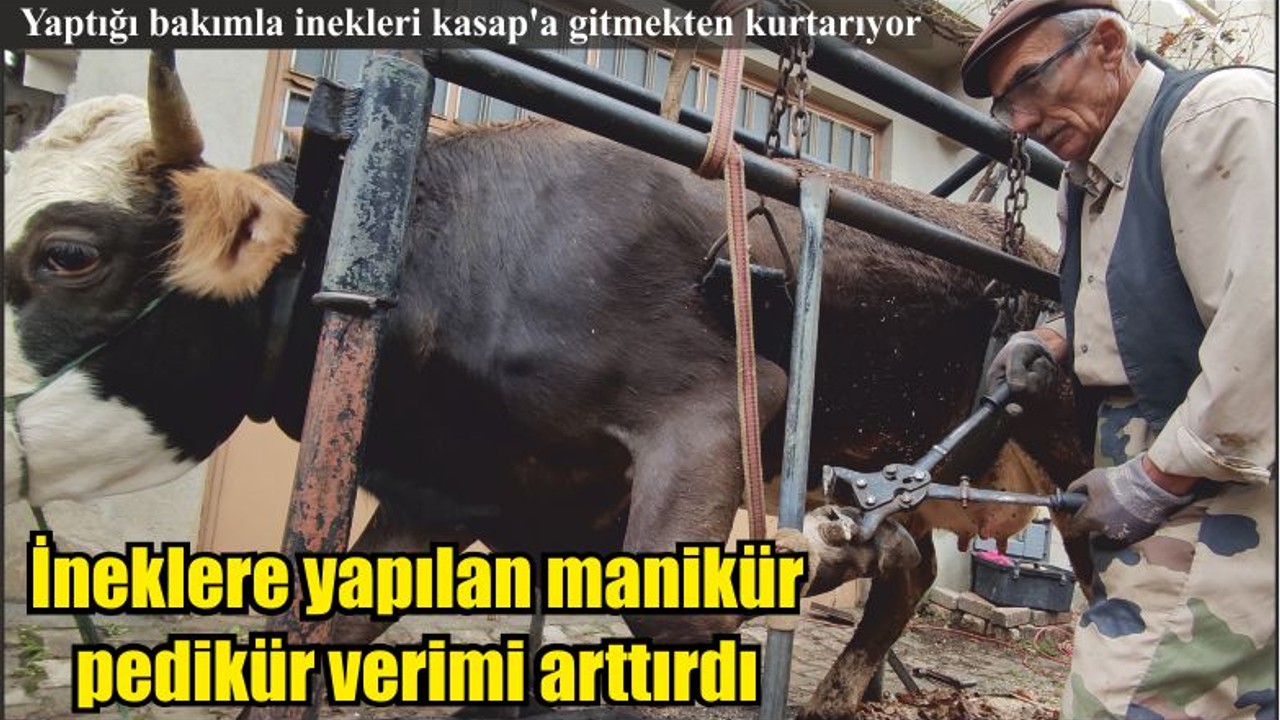 Manikür pedikürlü inekler daha çok süt veriyor