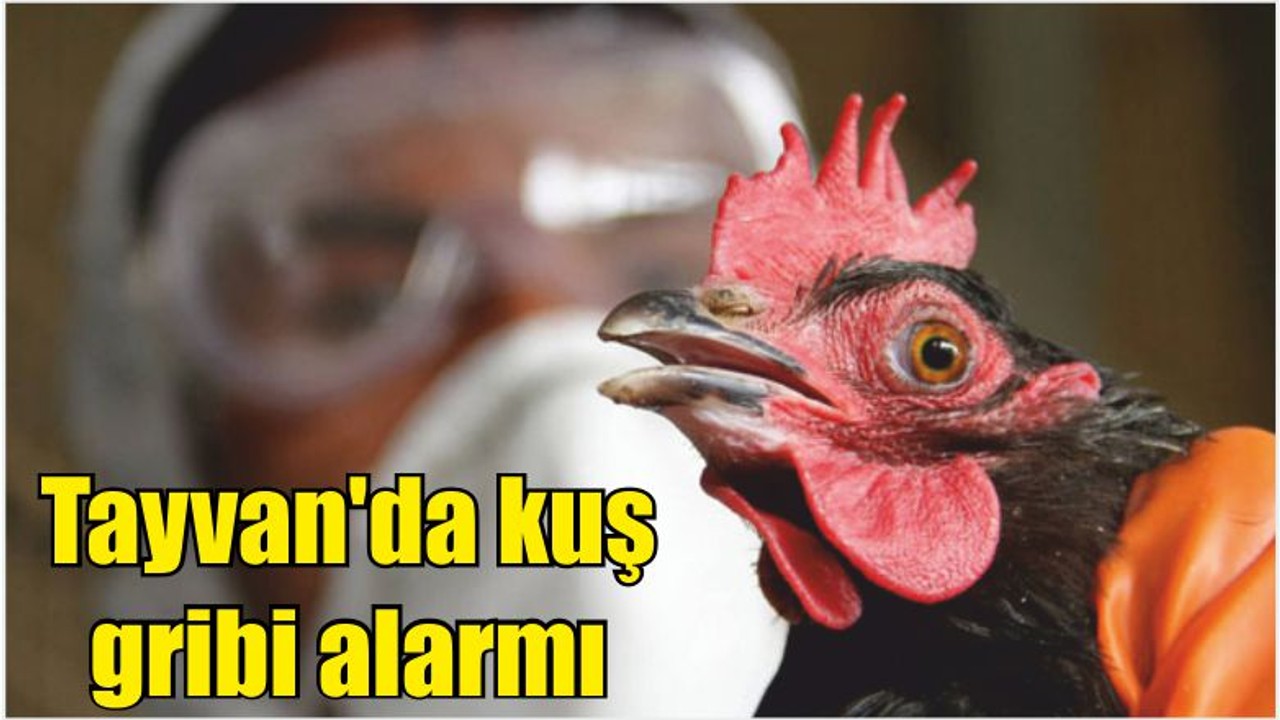 Tayvan'da kuş gribi alarmı